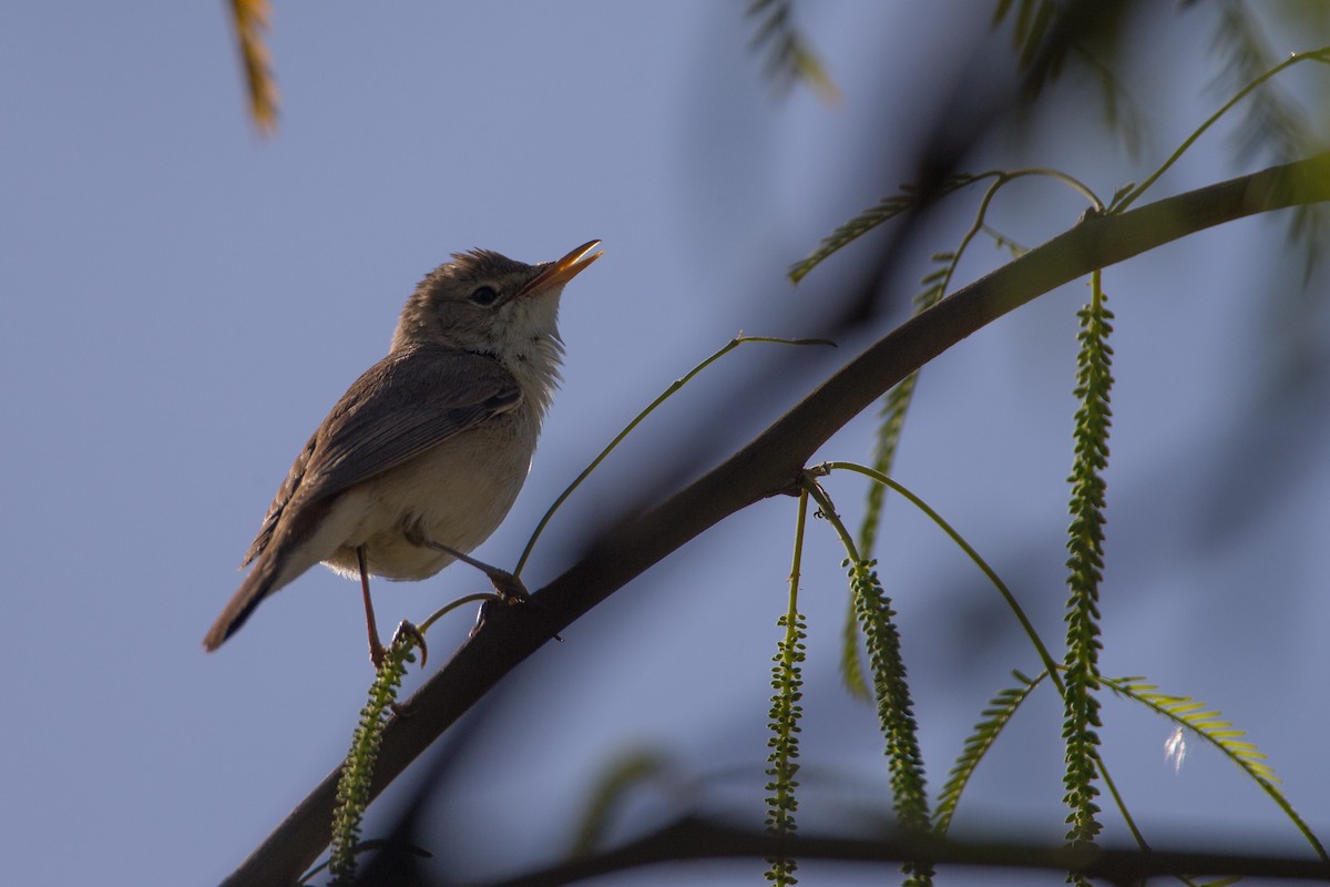 Eastern Olivaceous Warbler - ML34520751