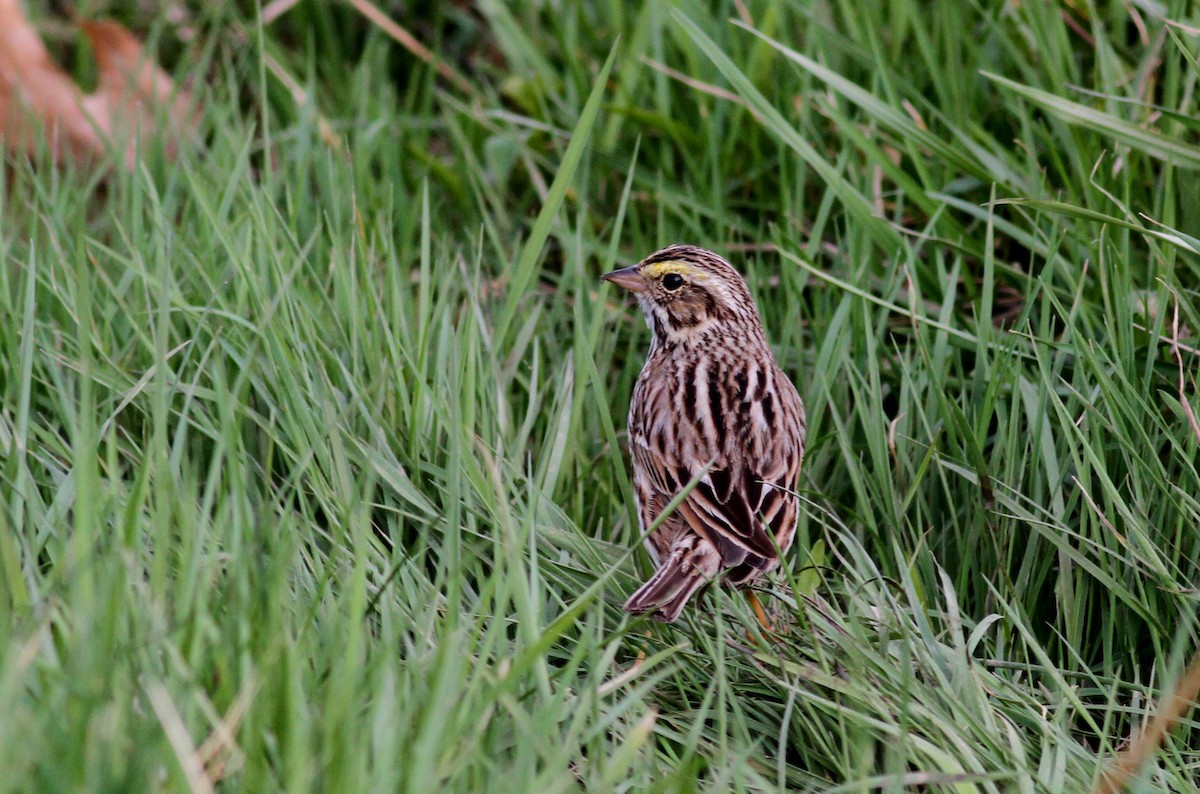 Savannah Sparrow - ML34520791