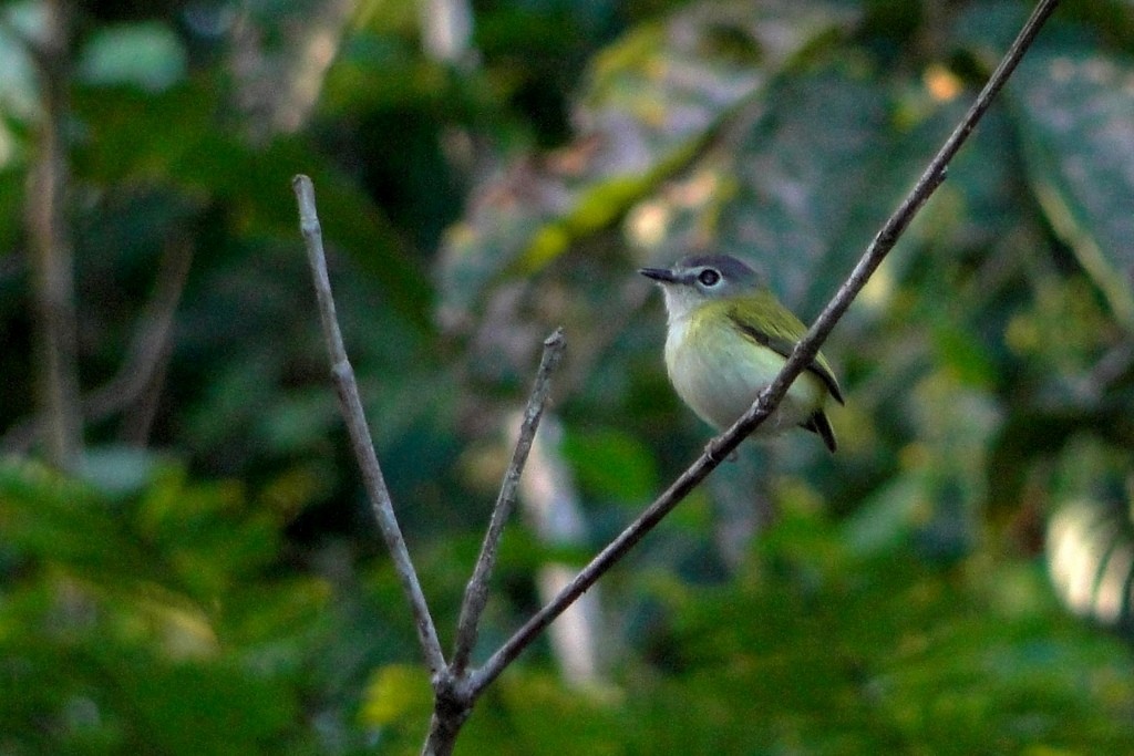 タンビコビトタイランチョウ - ML34520801