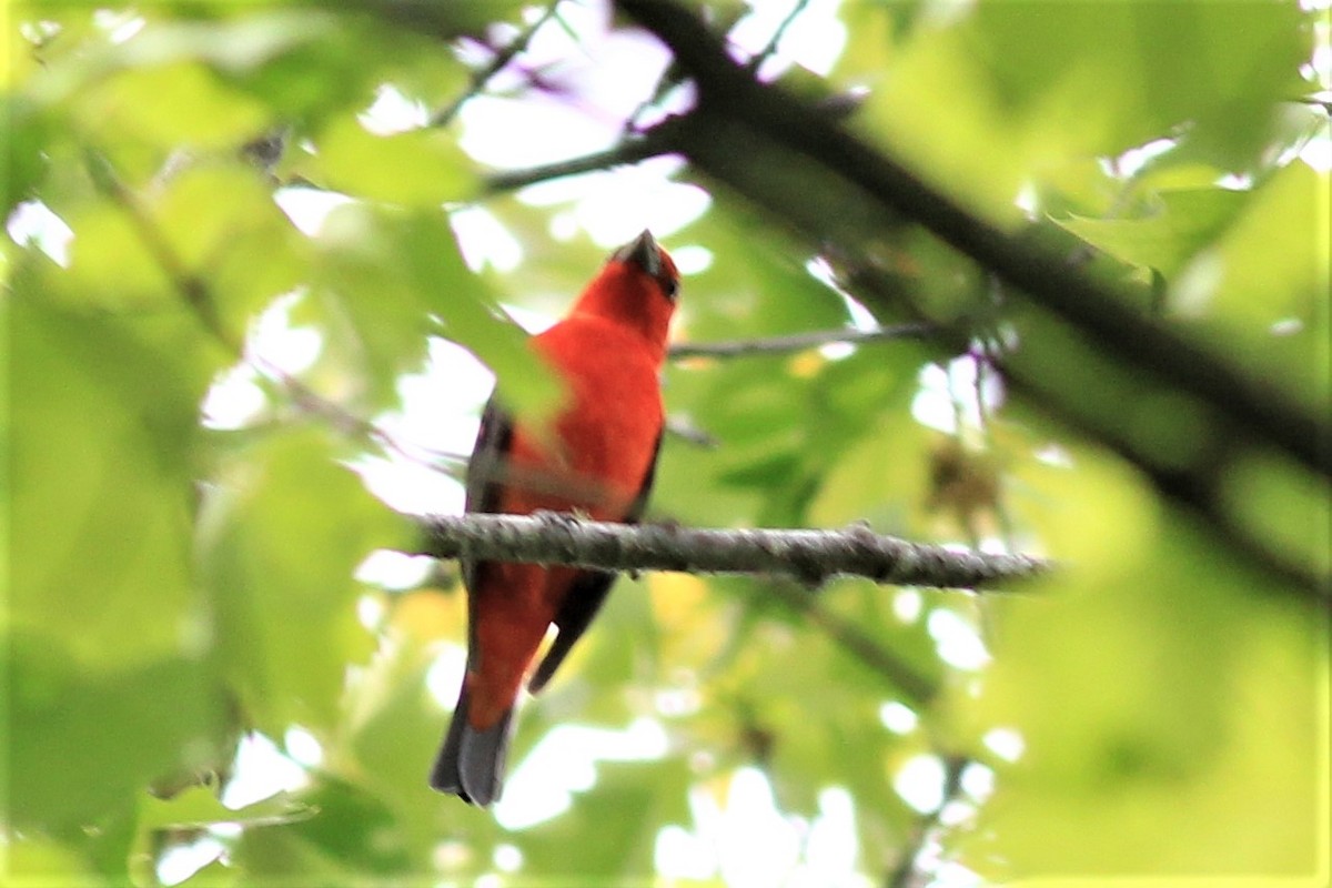 Scarlet Tanager - ML345208861