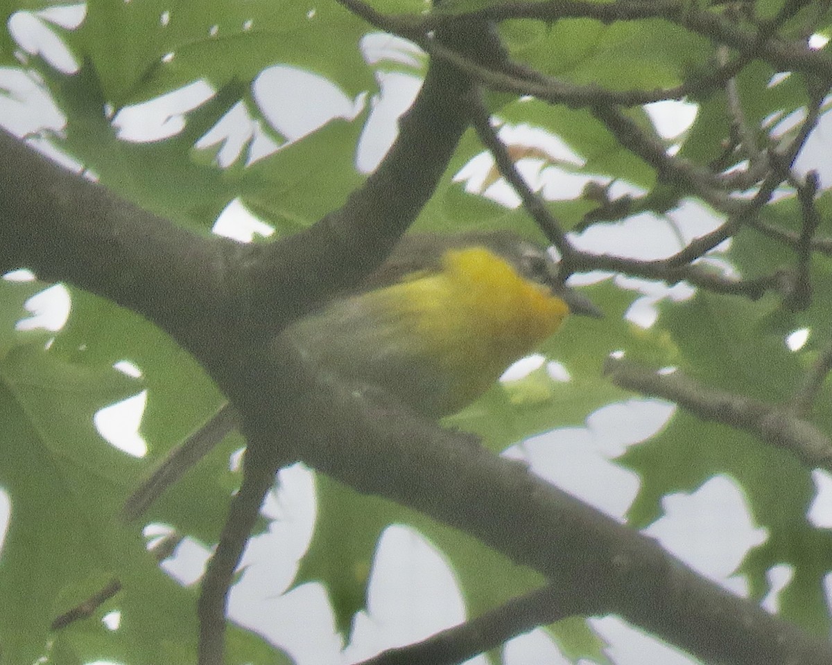 Yellow-breasted Chat - ML345208961