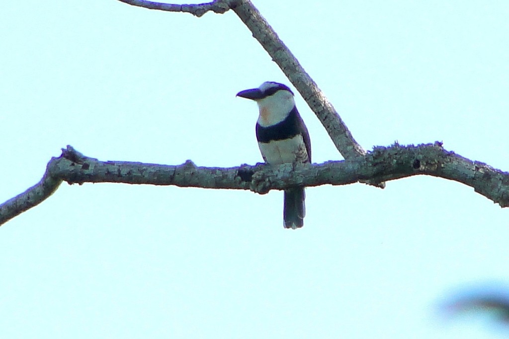 White-necked Puffbird - ML34520911