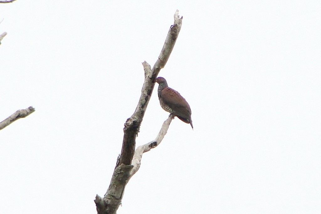 Scaled Pigeon - ML34520961