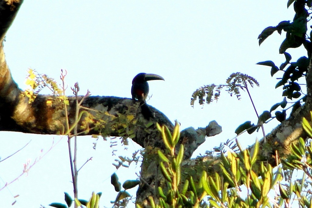 Red-necked Aracari - ML34521091