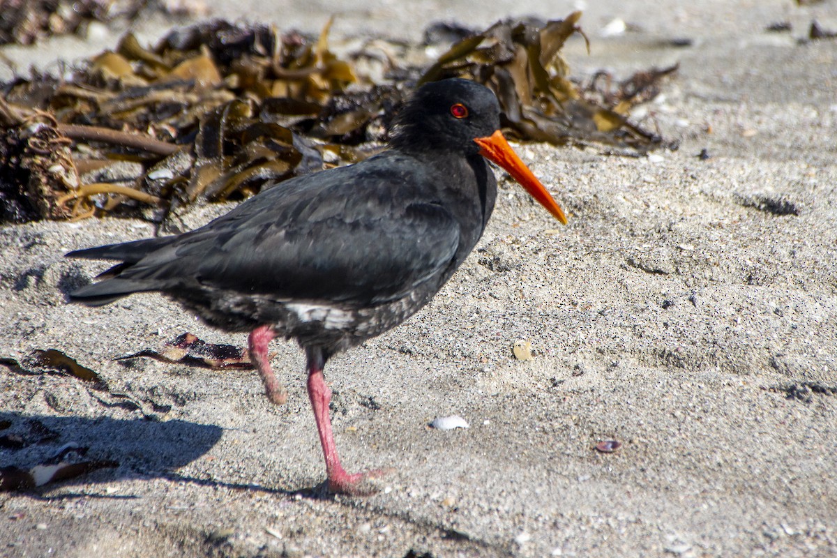 Variable Oystercatcher - ML345211211