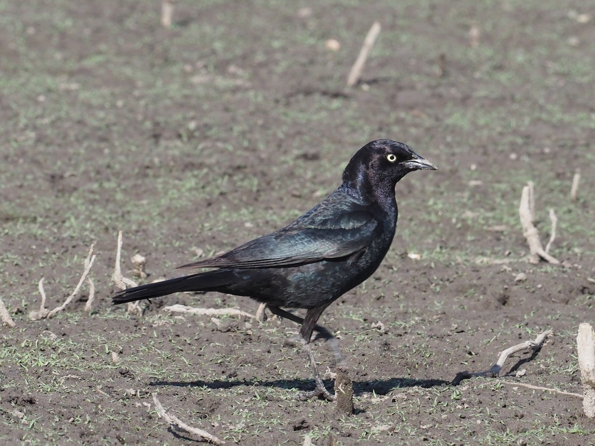 Brewer's Blackbird - ML345212131