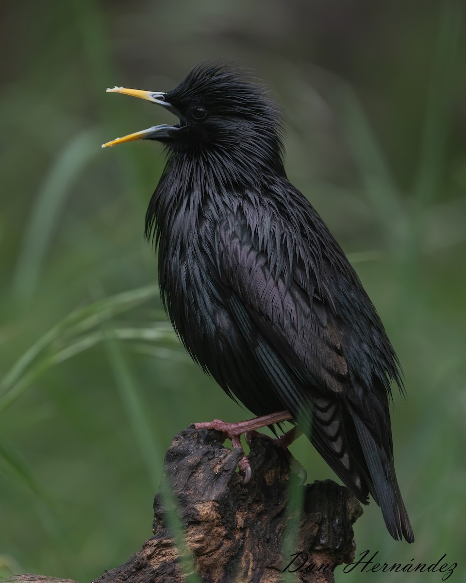 Spotless Starling - ML345212231