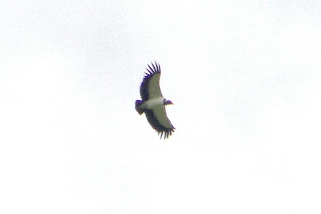 King Vulture - ML34521231