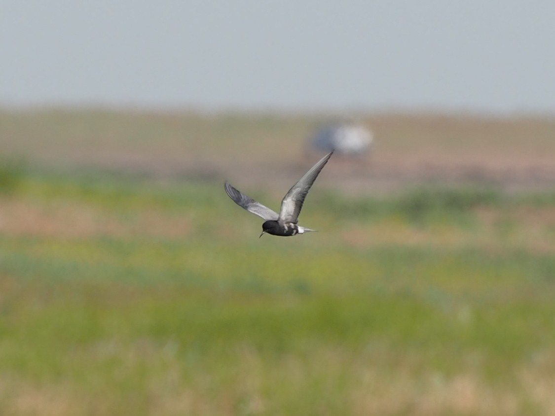 Black Tern - ML345212361