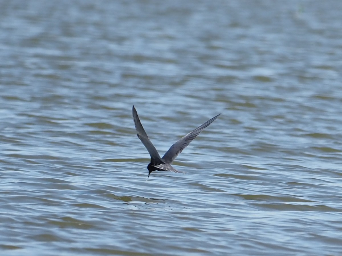 Black Tern - ML345212381