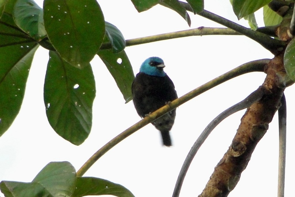 Blue-necked Tanager - ML34521241