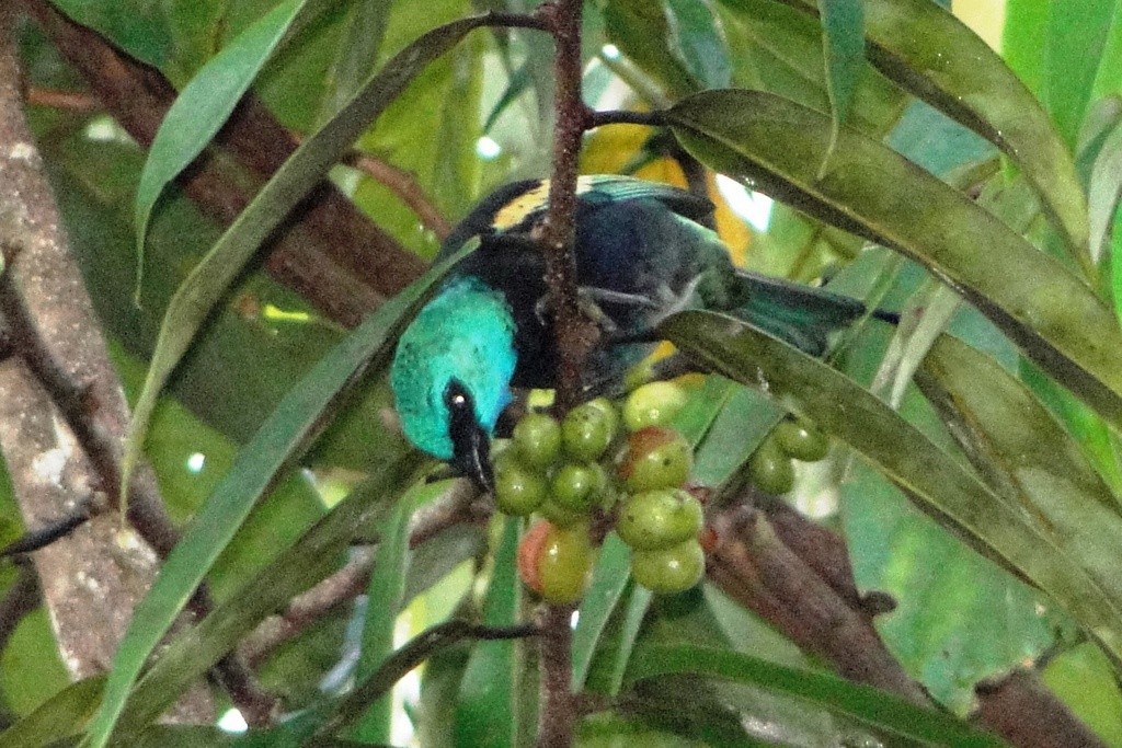 Blue-necked Tanager - ML34521261