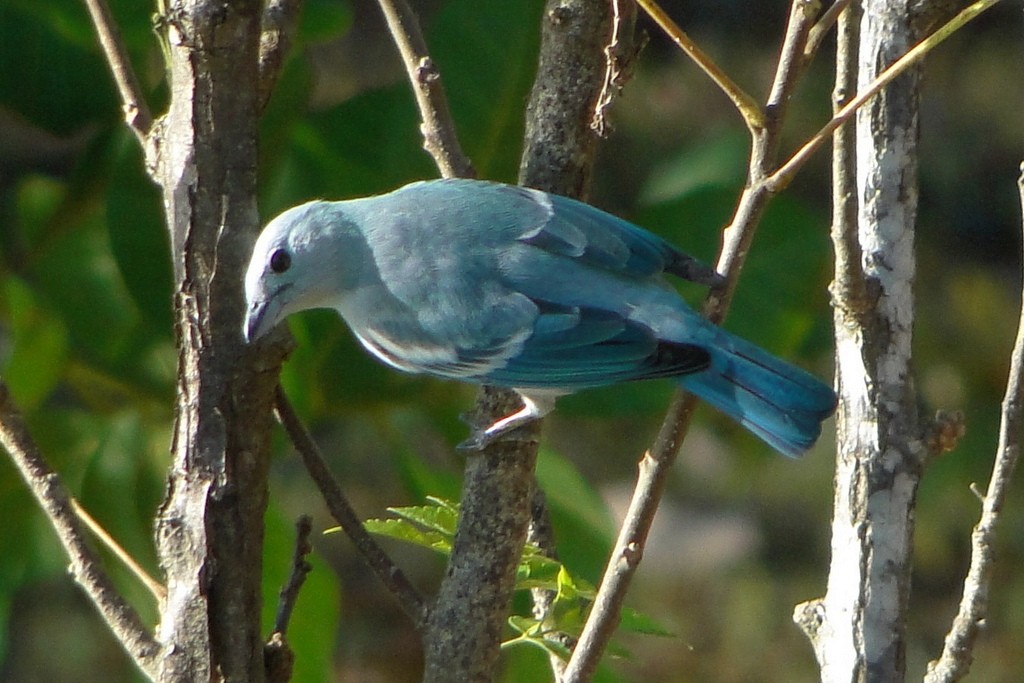 Blue-gray Tanager - ML34521311