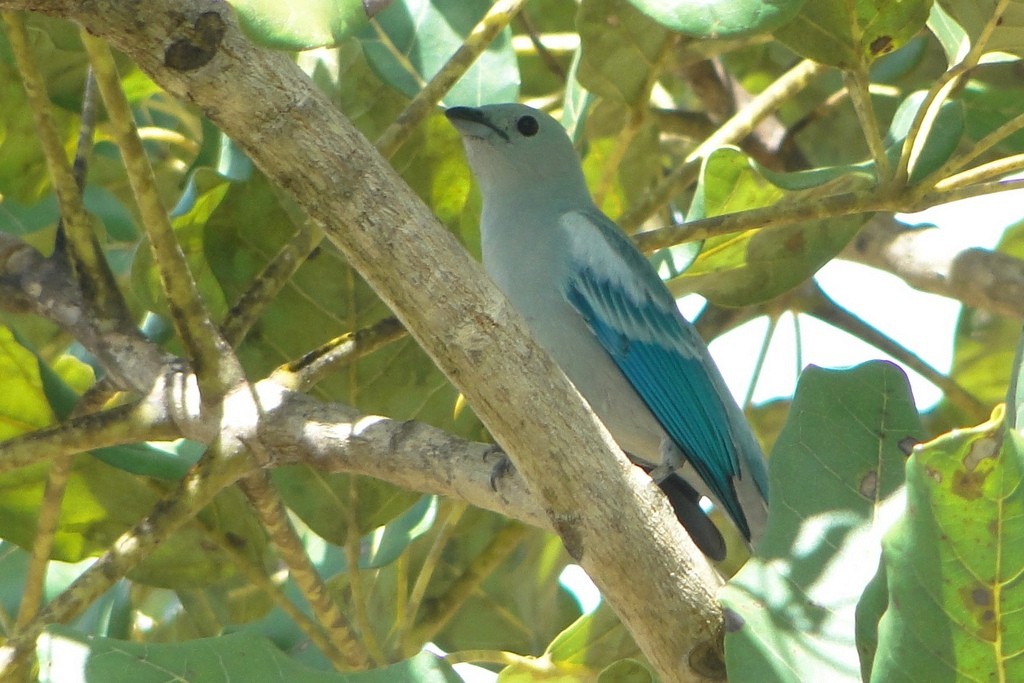 Blue-gray Tanager - ML34521321