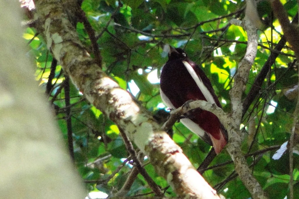 Pompadour Cotinga - ML34521401