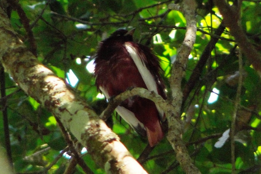 Pompadour Cotinga - ML34521411