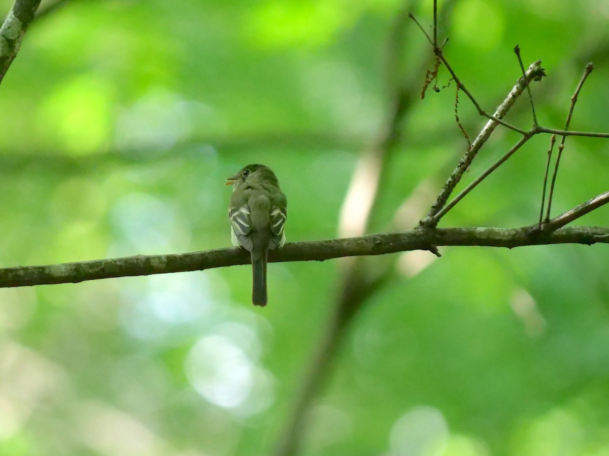 Acadian Flycatcher - ML345215551