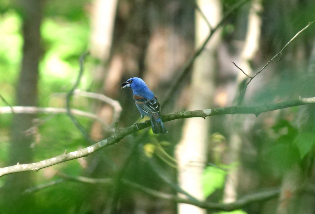 Blue Grosbeak - ML345215671