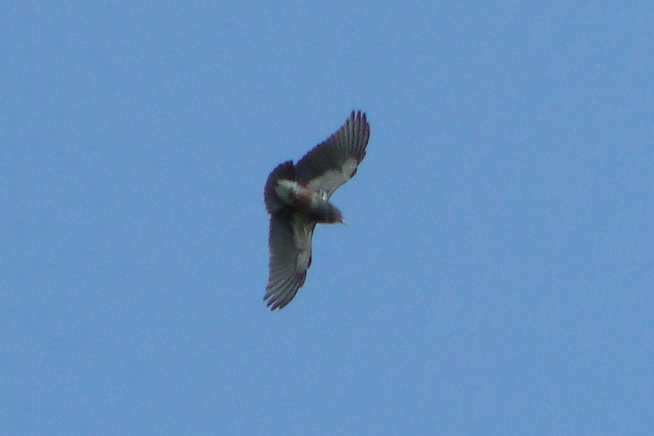 Swallow-winged Puffbird - ML34521601