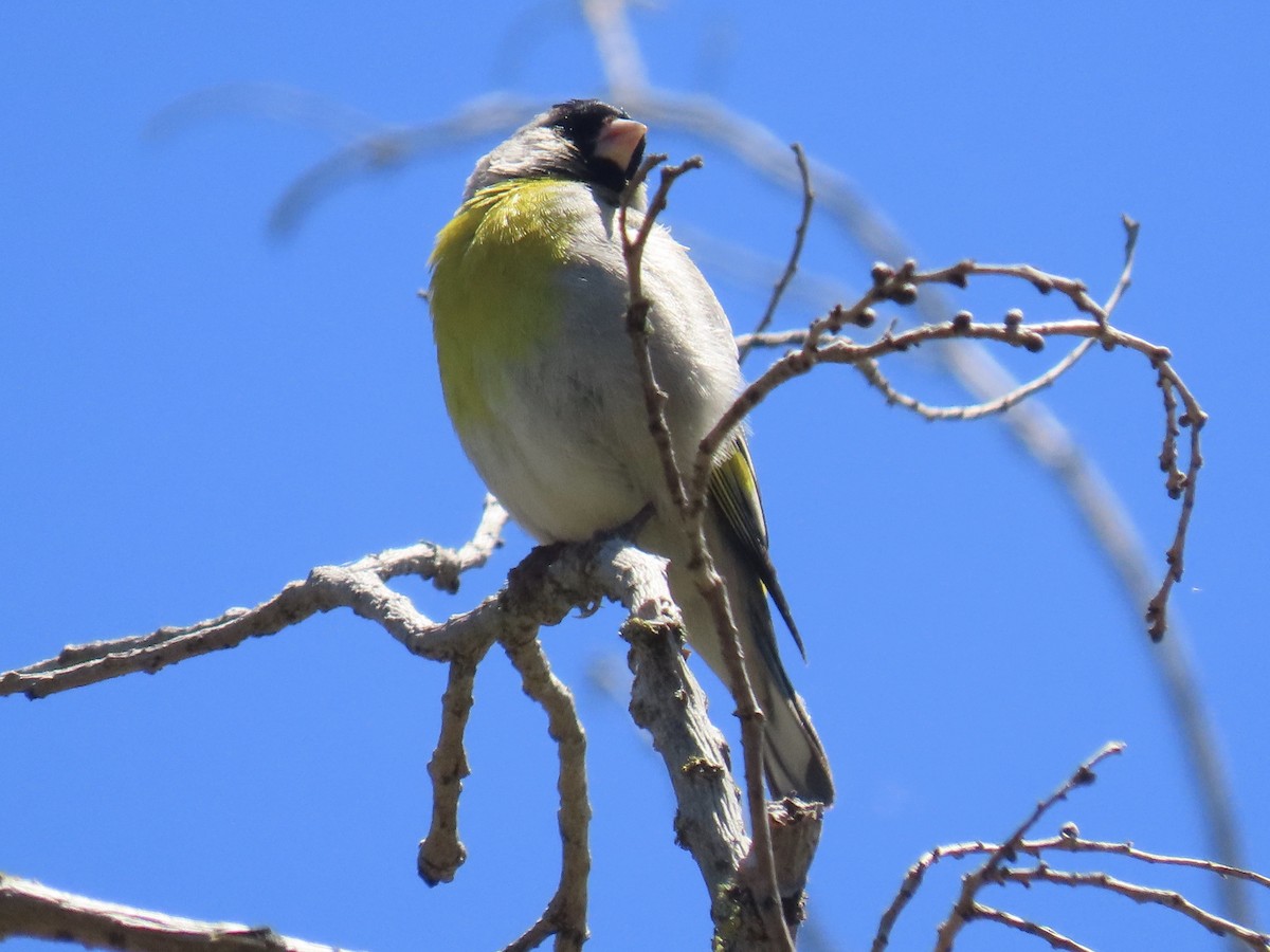 Lawrence's Goldfinch - ML345216761