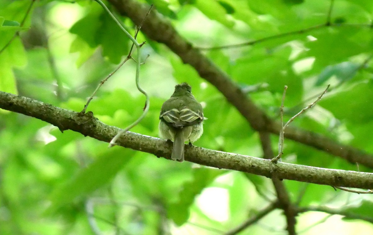 Acadian Flycatcher - ML345217171