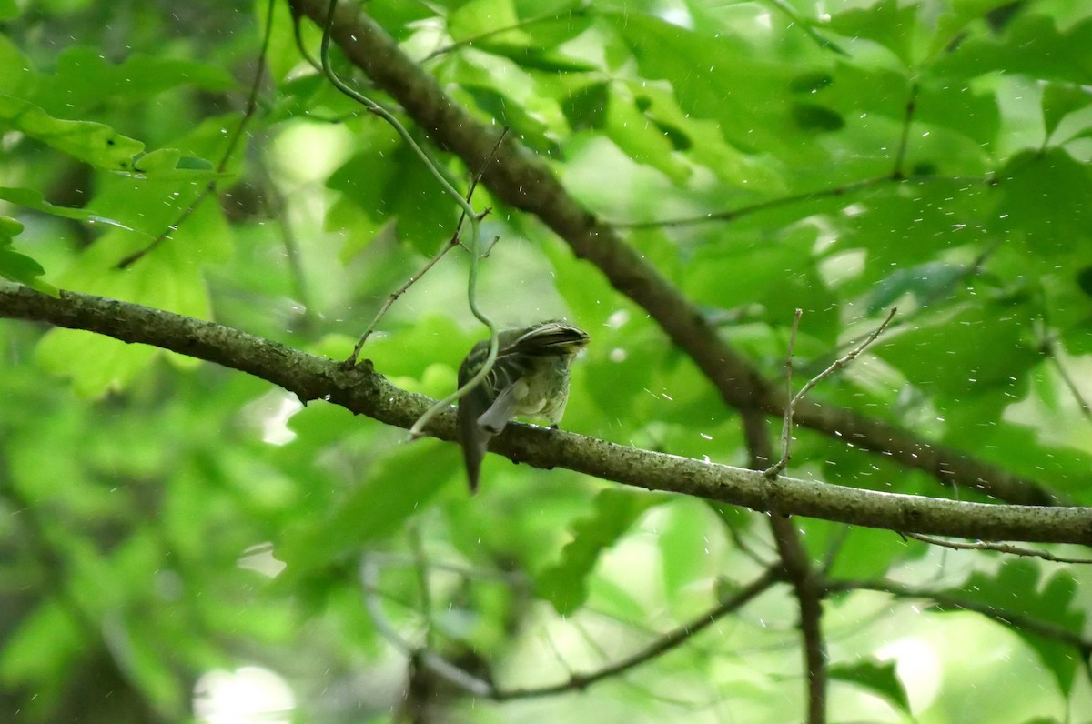 Acadian Flycatcher - ML345217181
