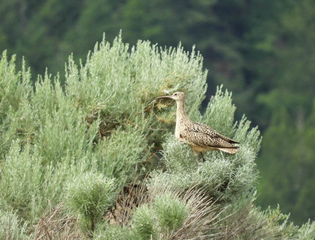 Long-billed Curlew - ML345219401