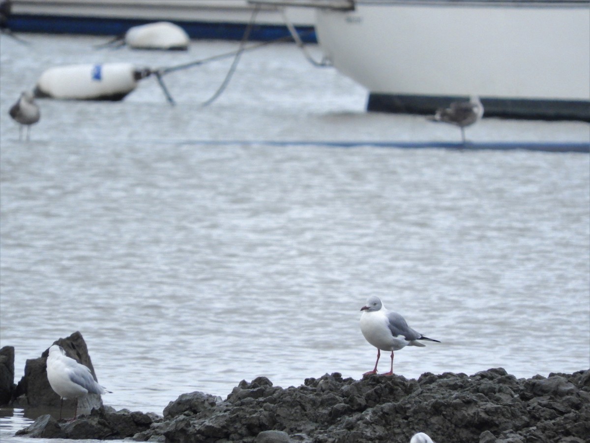 Gray-hooded Gull - ML345222191