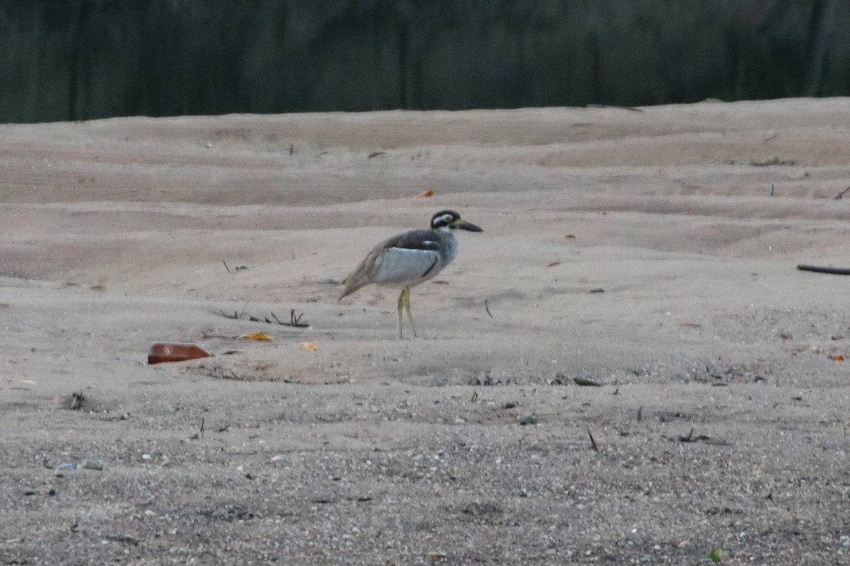 Beach Thick-knee - ML345223691