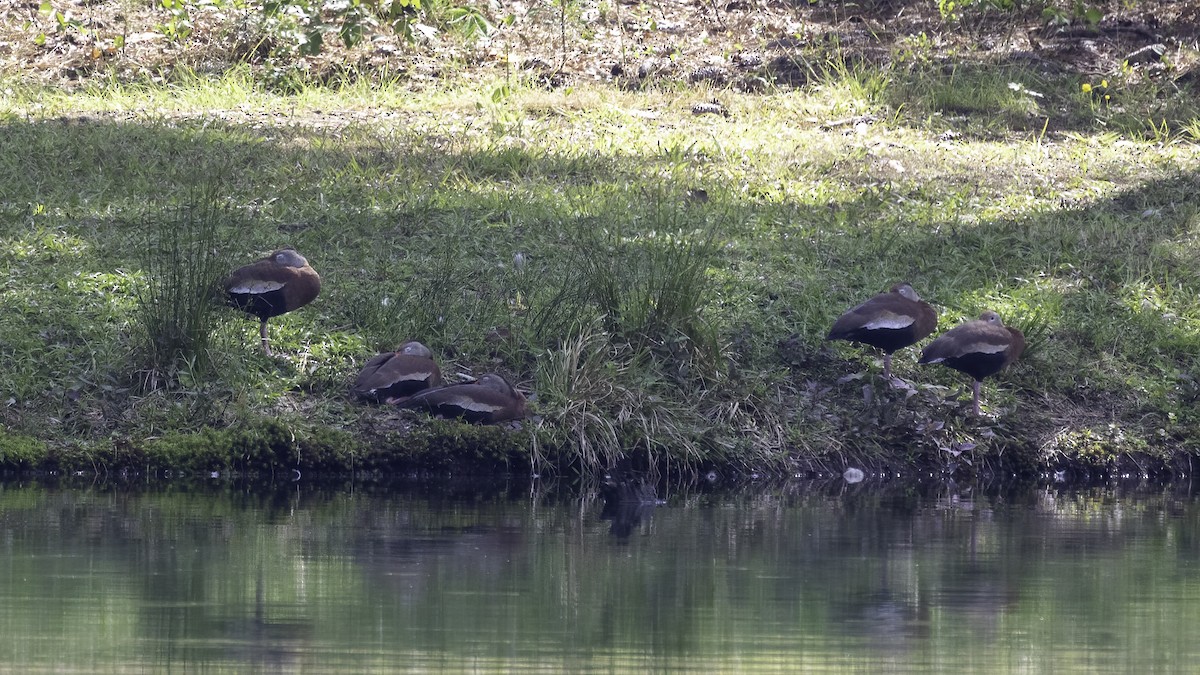 Dendrocygne à ventre noir - ML345224331