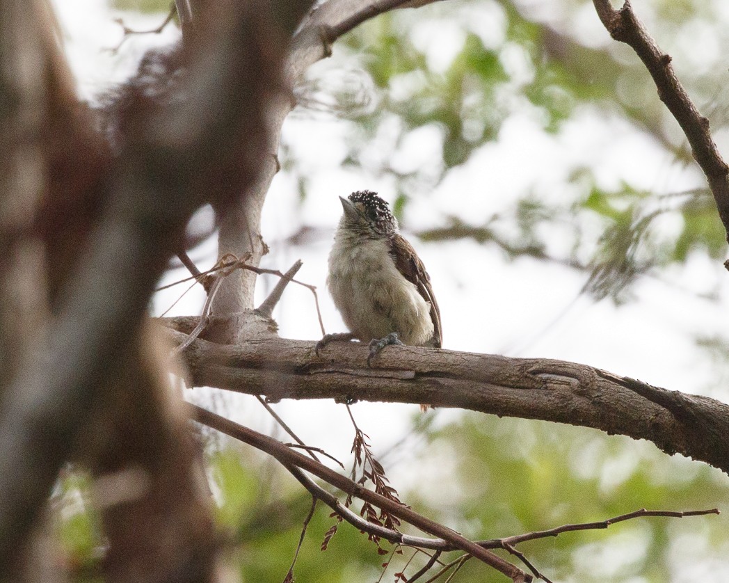 White-bellied Piculet (White-bellied) - Silvia Faustino Linhares