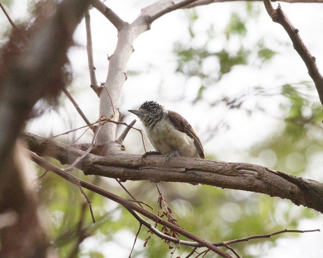 White-bellied Piculet (White-bellied) - Silvia Faustino Linhares