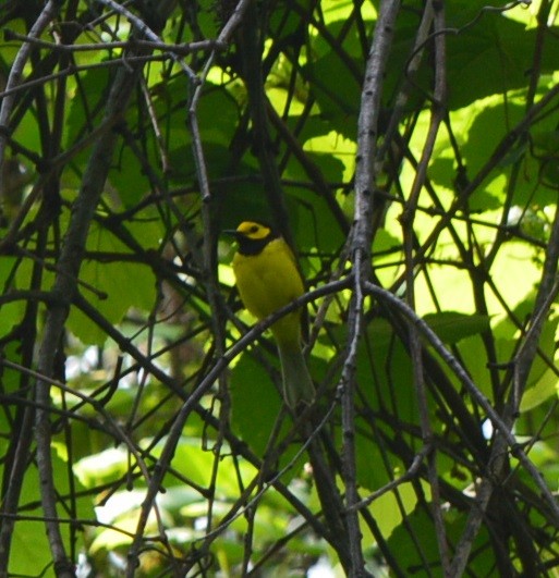 Hooded Warbler - ML345230871