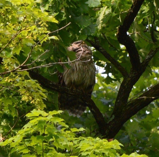 Barred Owl - ML345231031