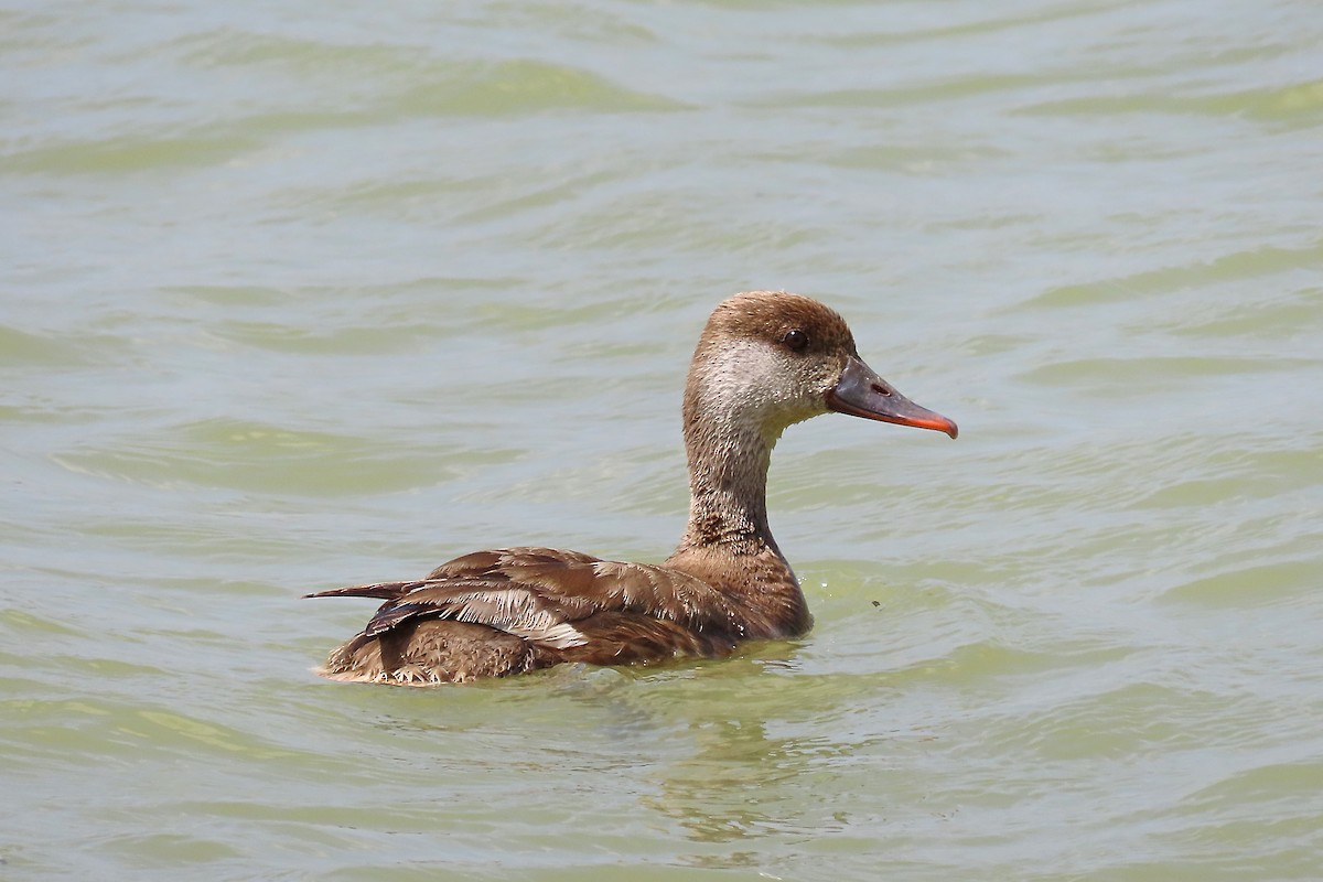 Red-crested Pochard - Samuel Aunión Díaz