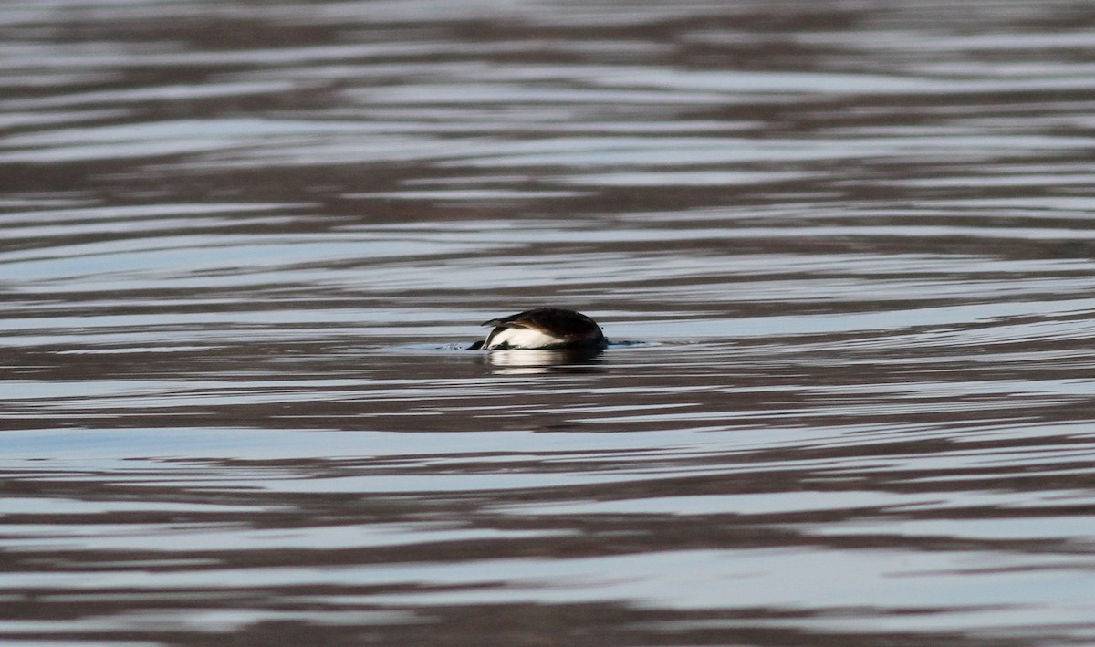 Long-tailed Duck - ML34523241