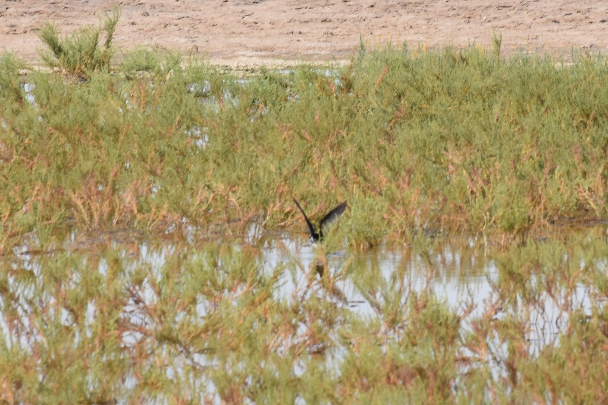 Solitary Sandpiper - David Wheeler