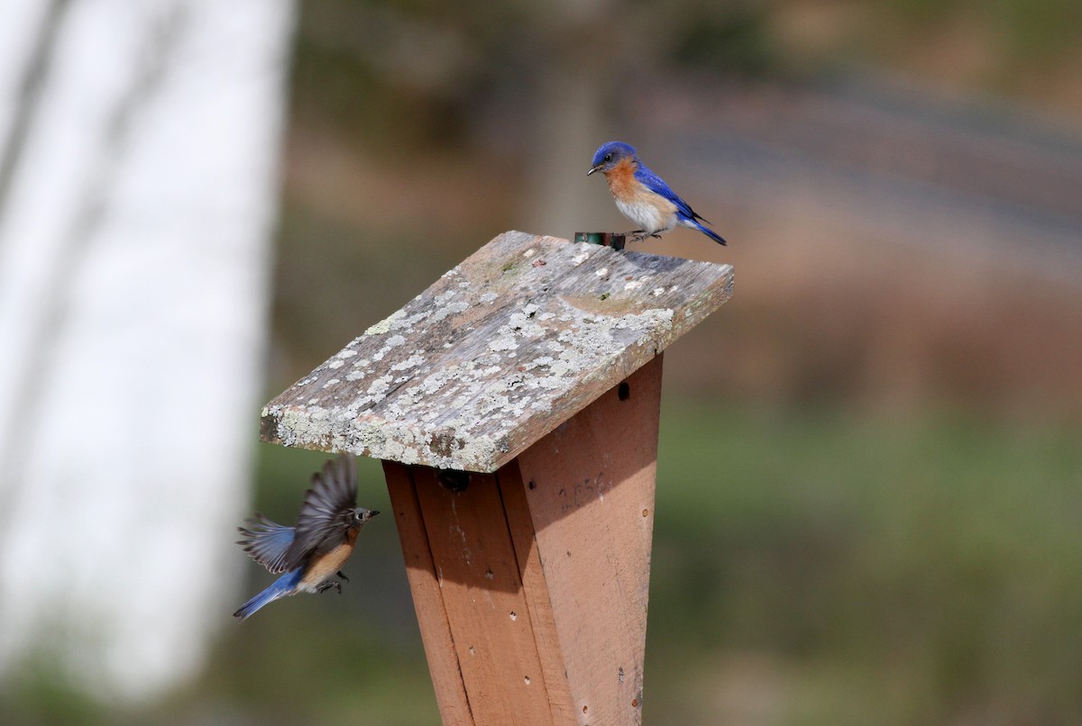 Eastern Bluebird - ML34523411