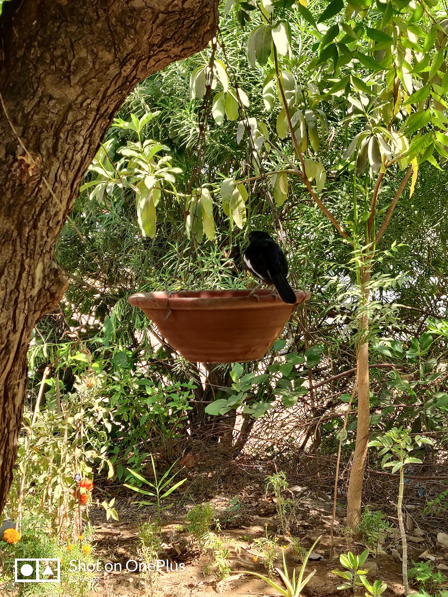 Oriental Magpie-Robin - MAKWANA VISHAL
