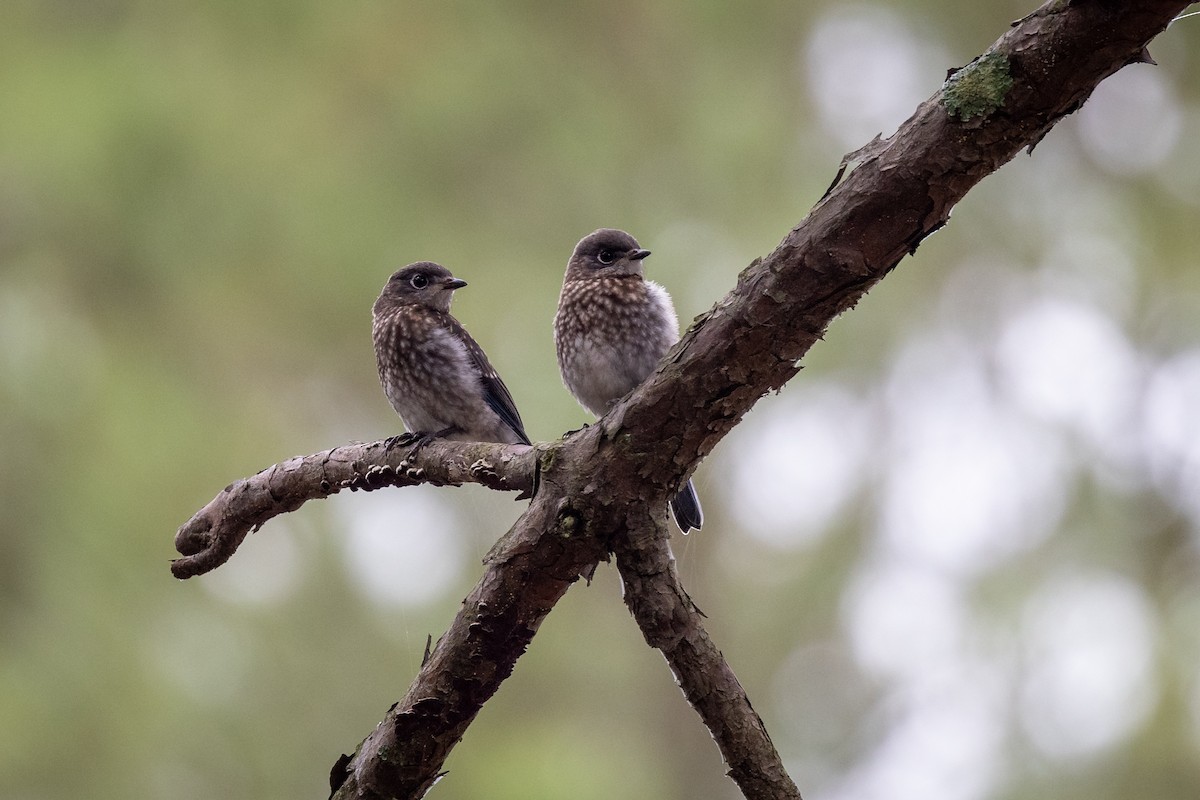 Eastern Bluebird - ML345234481