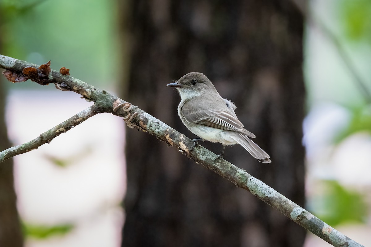 Eastern Phoebe - ML345234751