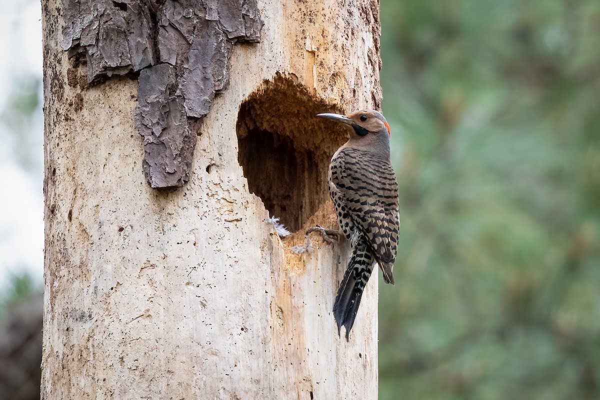 Northern Flicker - ML345234851