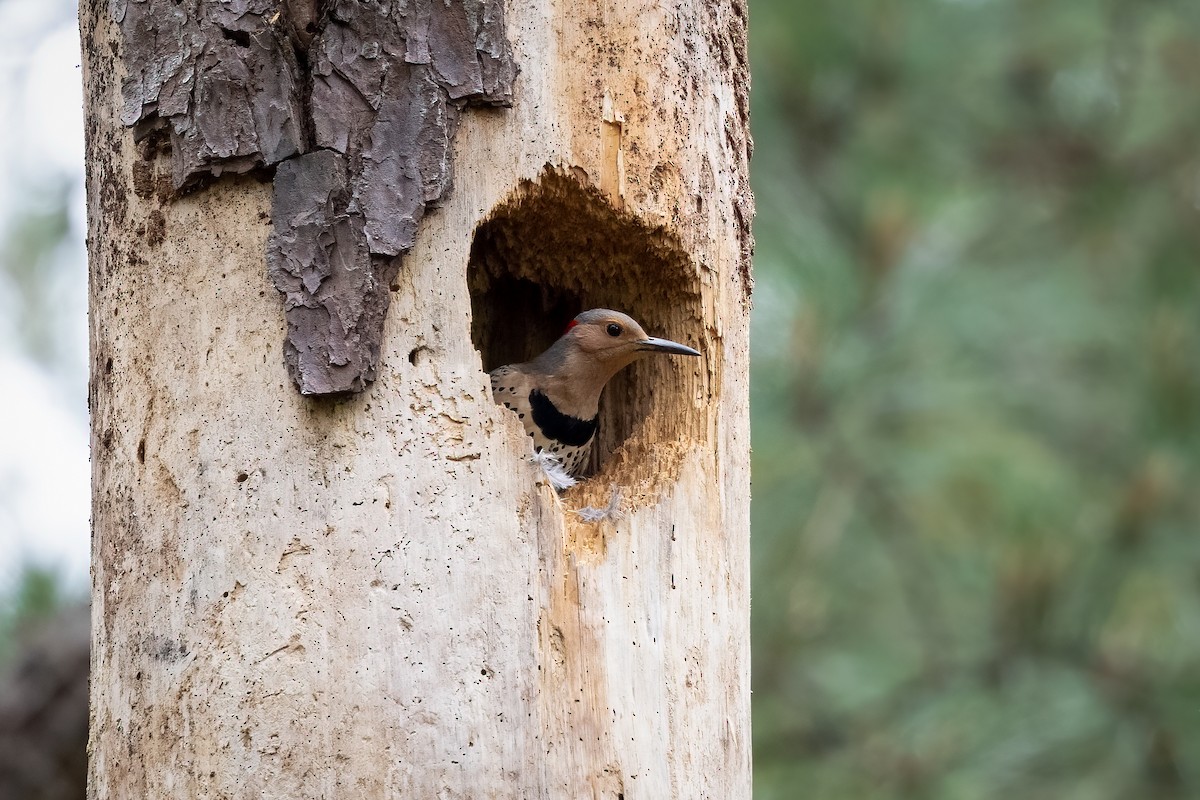Northern Flicker - ML345234901