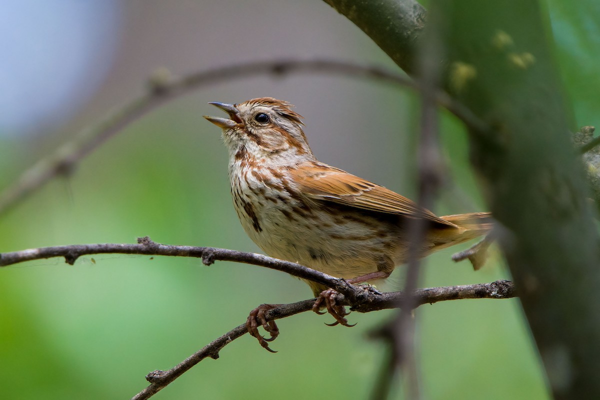 Song Sparrow (fallax Group) - Andrew Newmark