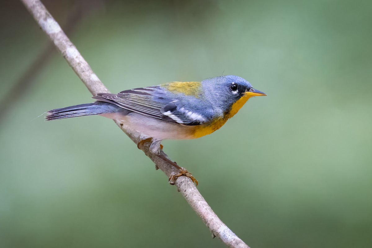 Northern Parula - ML345236001