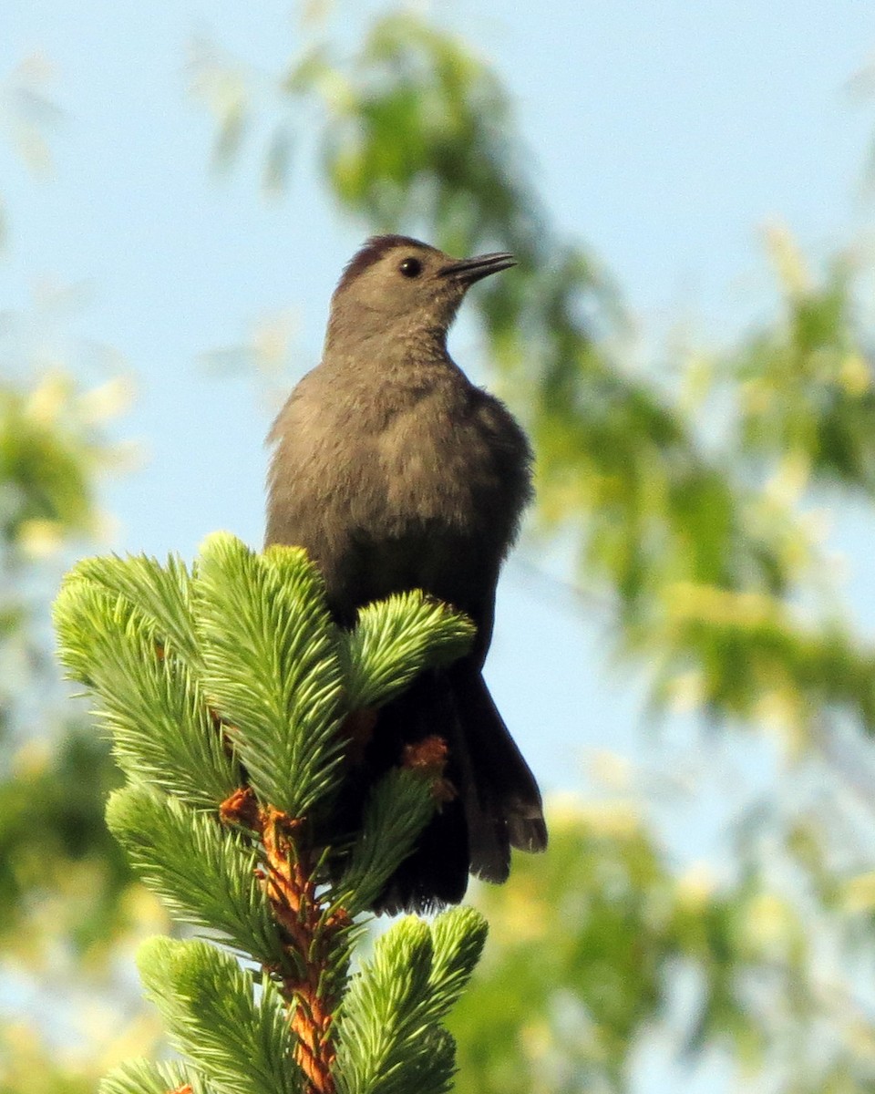 Gray Catbird - Marceline VandeWater