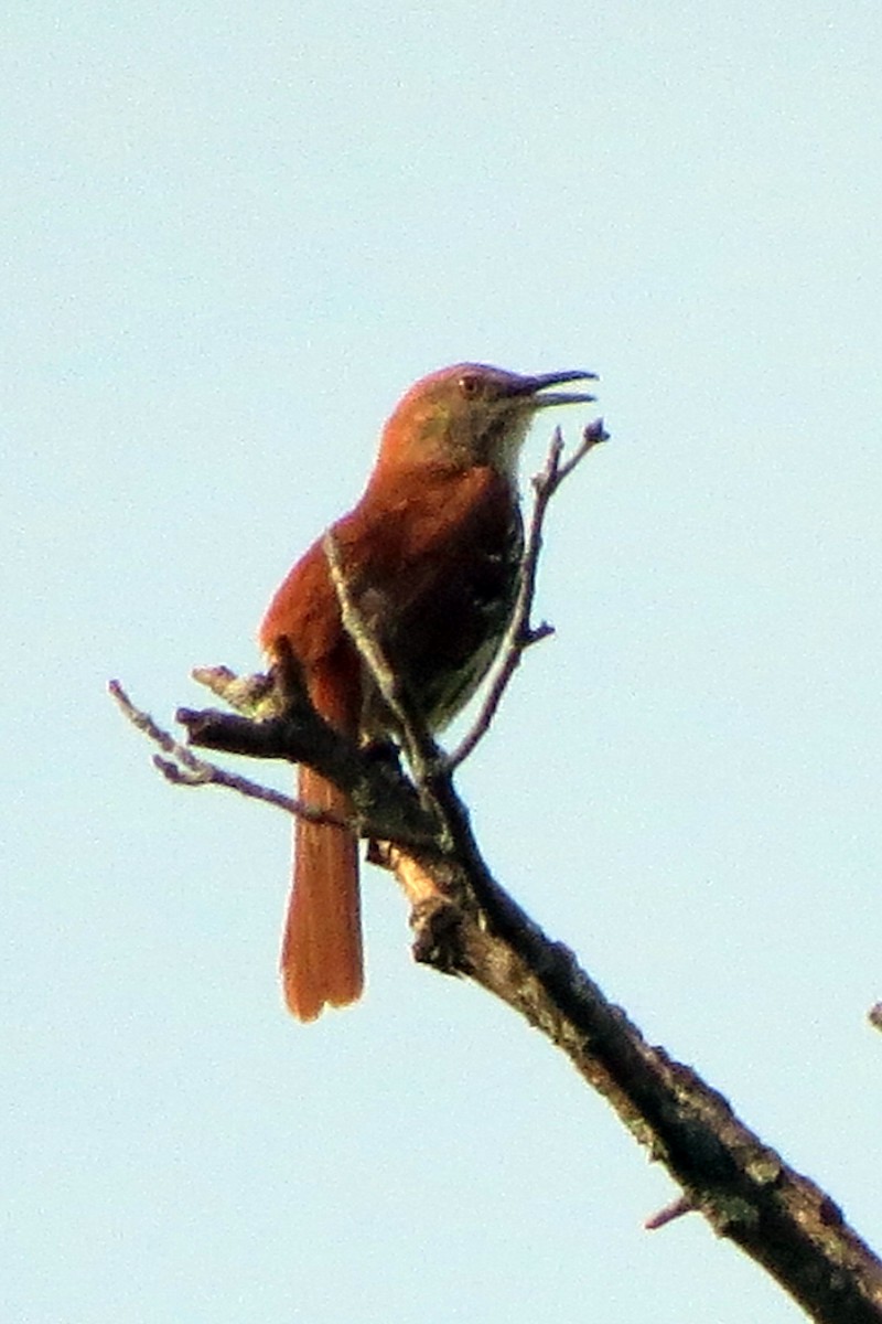 Brown Thrasher - ML345236271