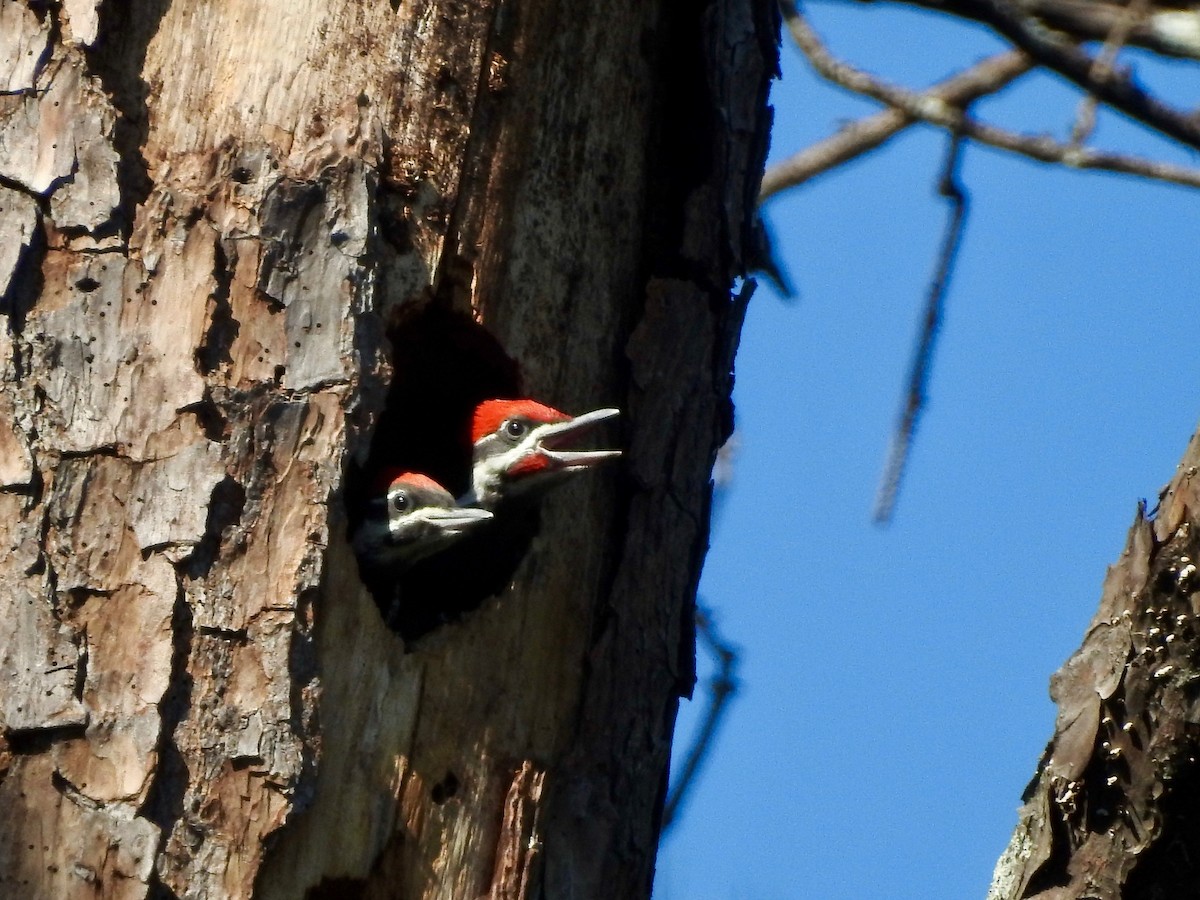 Pileated Woodpecker - ML345236351