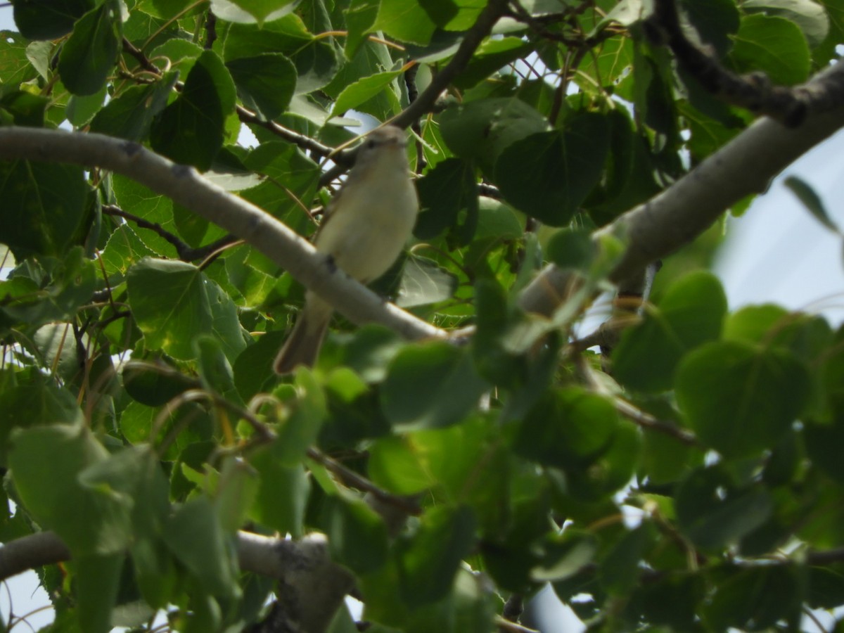 Warbling Vireo - ML345236361