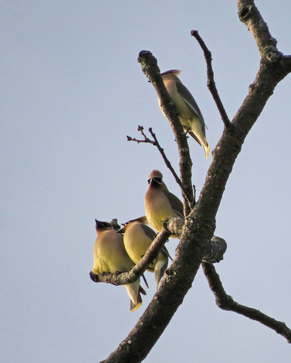 Cedar Waxwing - ML345236481